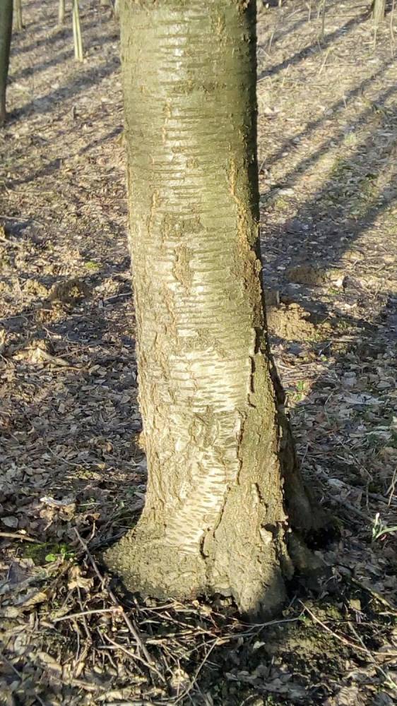 ox_sprzedam-drzewa-dzikiej-czeresni