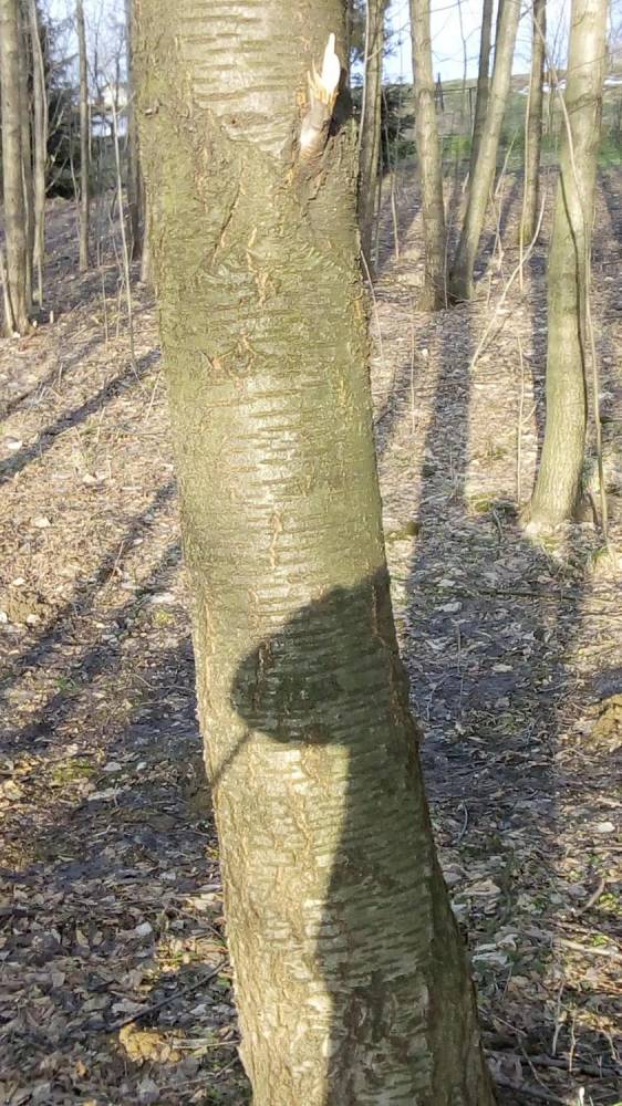 ox_sprzedam-drzewa-dzikiej-czeresni