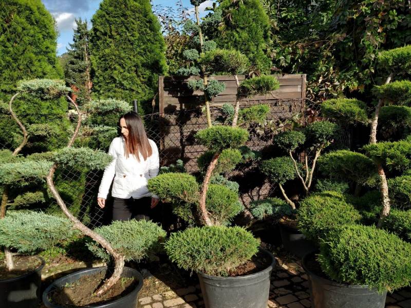 ox_bonsai-do-ogrodu-niwaki-drzewka-formowane