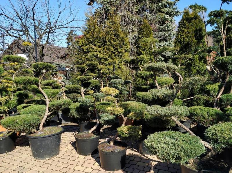 ox_bonsai-do-ogrodu-niwaki-drzewka-formowane