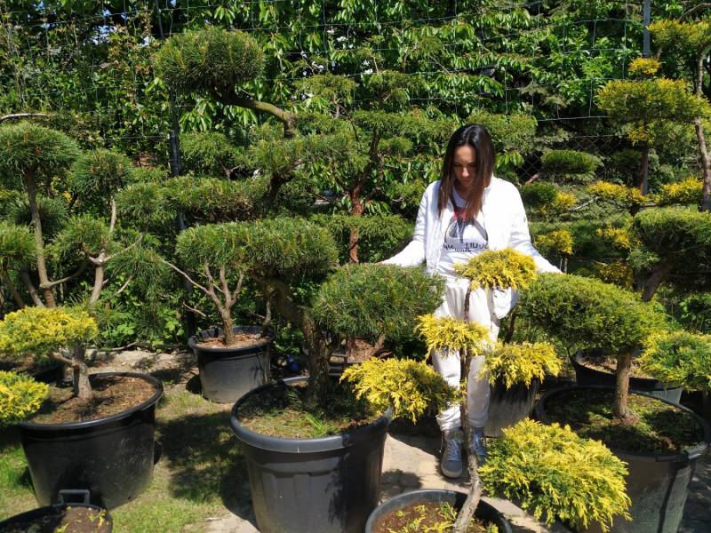 ox_bonsai-do-ogrodu-niwaki-drzewka-formowane