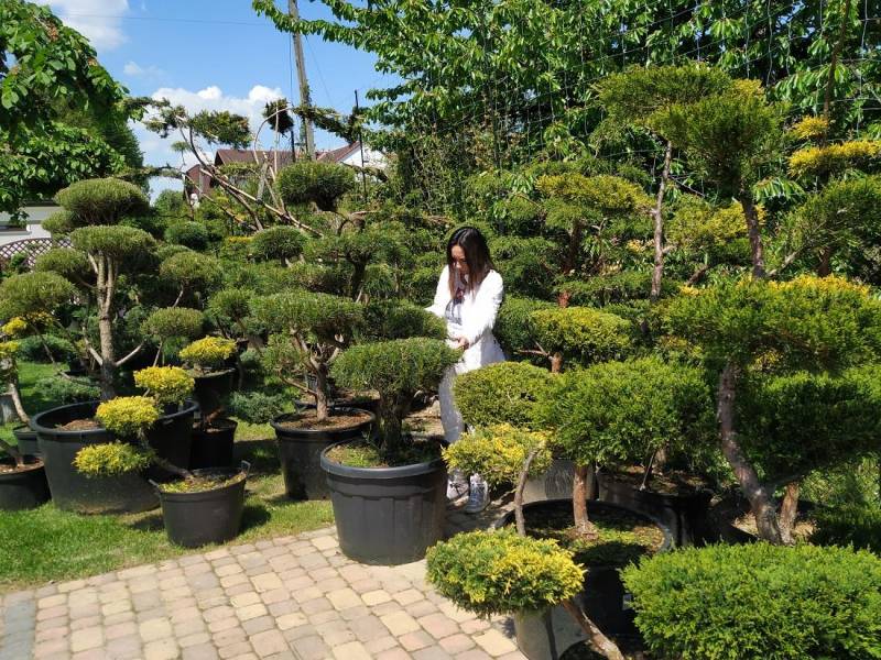 ox_bonsai-do-ogrodu-niwaki-drzewka-formowane