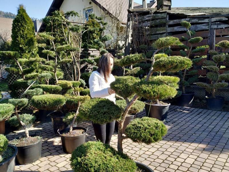 ox_bonsai-do-ogrodu-niwaki-drzewka-formowane