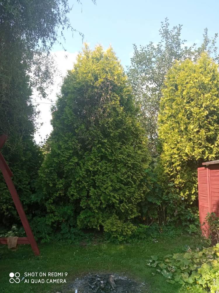 ox_oddam-za-darmo-galezie-tuj-lub-cale-krzewy