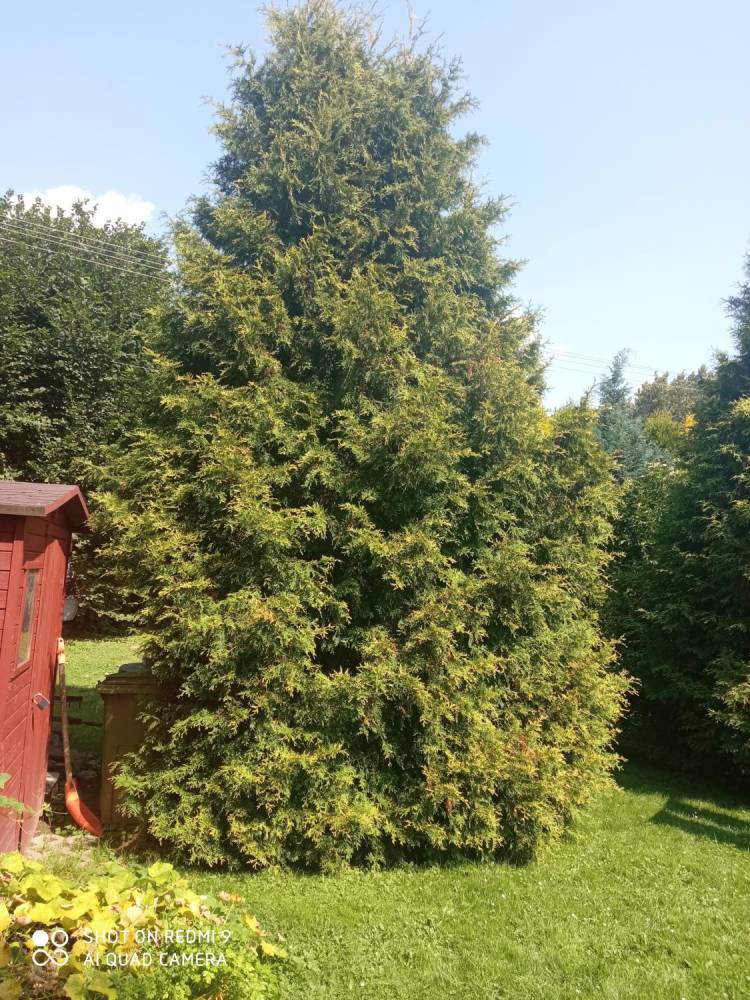 ox_oddam-za-darmo-galezie-tuj-lub-cale-krzewy