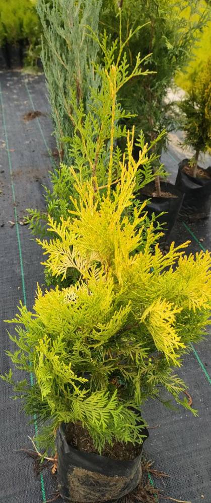 ox_tuje-europa-gold-50-cm-z-pelna-bryla-korzeniowa-doniczka-25l-65zl