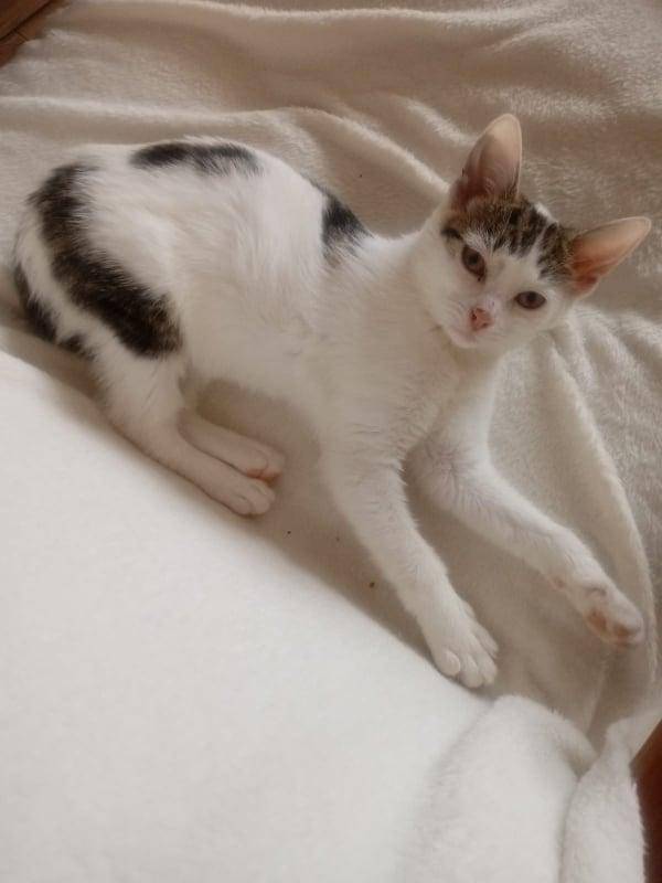 ox_lejdi-sliczna-koteczka-do-adopcji