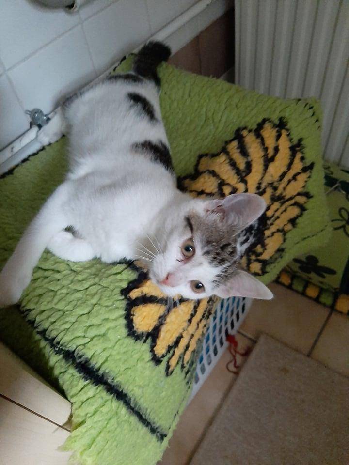 ox_lejdi-sliczna-koteczka-do-adopcji