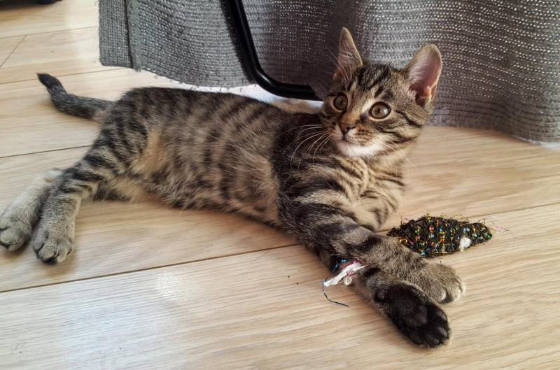 ox_dwa-cudne-kocurki-do-adopcji