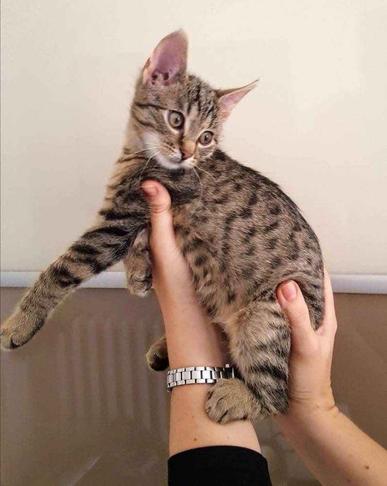 ox_dwa-cudne-kocurki-do-adopcji