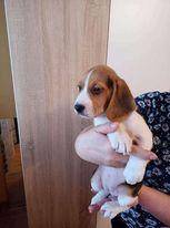 ox_sprzedam-beagle