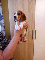 ox_sprzedam-beagle