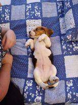 ox_sprzedam-beagle
