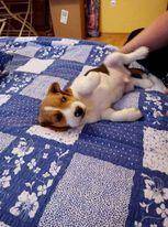 ox_sprzedam-beagle
