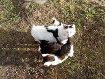 ox_za-darmo-oddam-male-kotki