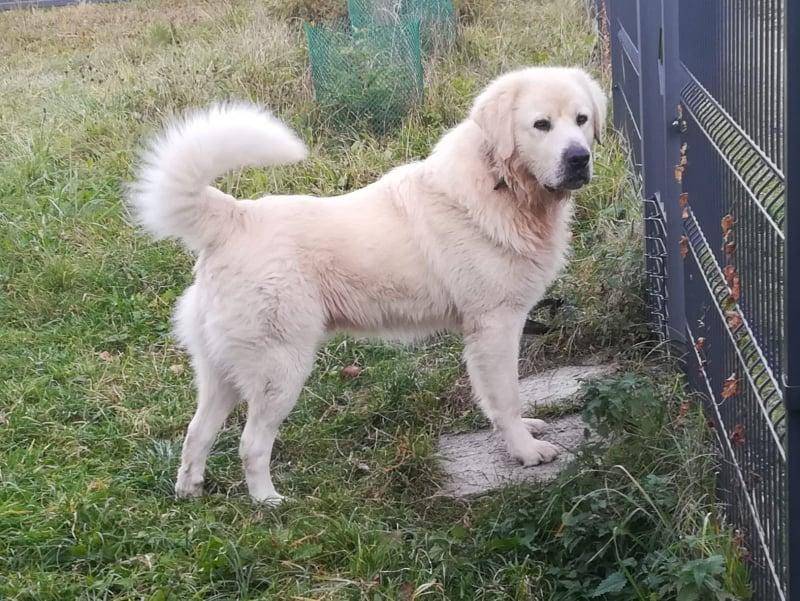 ox_barypiekny-podhalan-do-adopcji