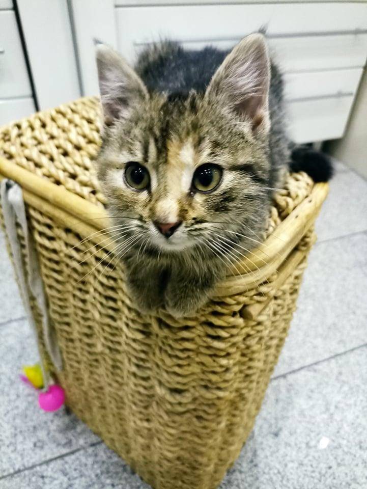 ox_inka-trzymiesieczna-koteczka-do-adopcji