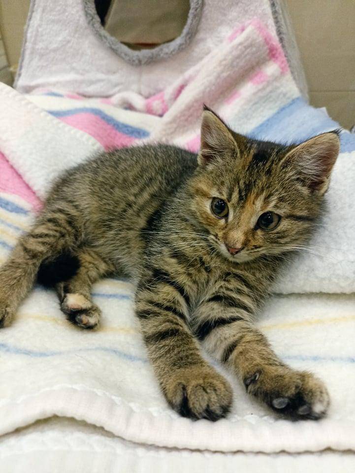 ox_inka-trzymiesieczna-koteczka-do-adopcji