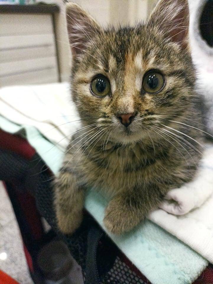ox_inka-trzymiesieczna-koteczka-do-adopcji