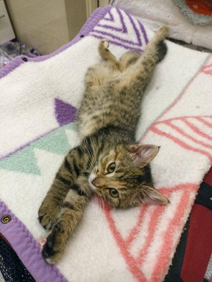 ox_inka-trzymiesieczna-koteczka-do-adopcji