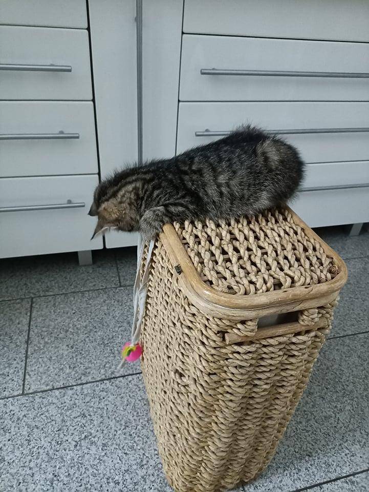ox_inka-trzymiesieczna-koteczka-do-adopcji