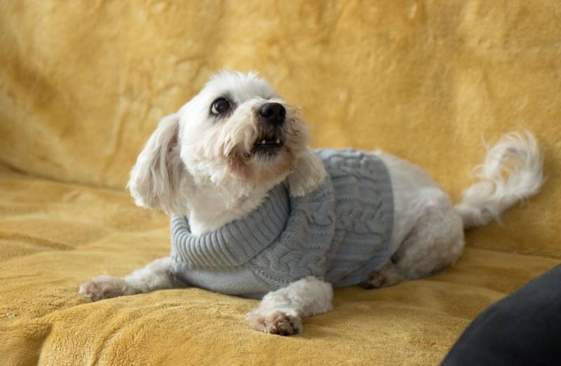 ox_piesek-w-typie-maltanczyka-do-adopcji