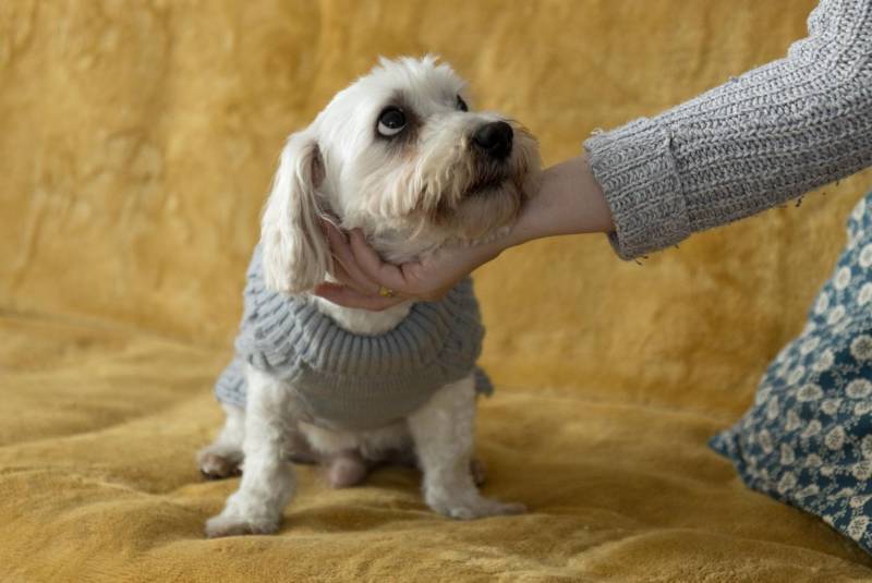 ox_piesek-w-typie-maltanczyka-do-adopcji