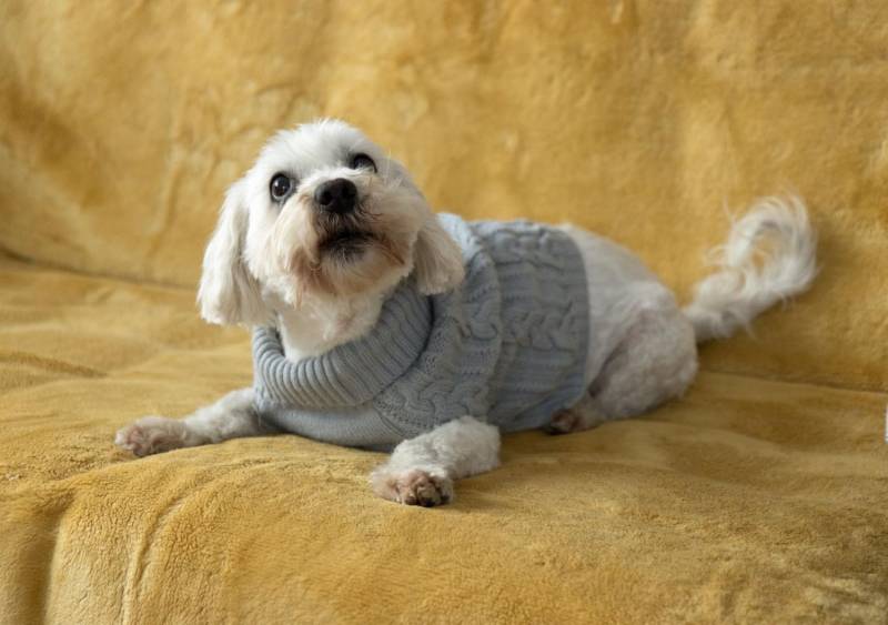 ox_piesek-w-typie-maltanczyka-do-adopcji