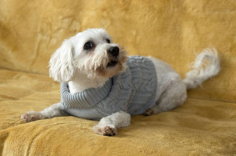 ox_piesek-w-typie-maltanczyka-do-adopcji