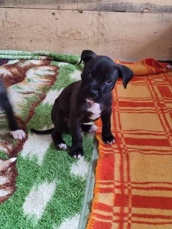 ox_szczeniaki-w-typie-amstaff