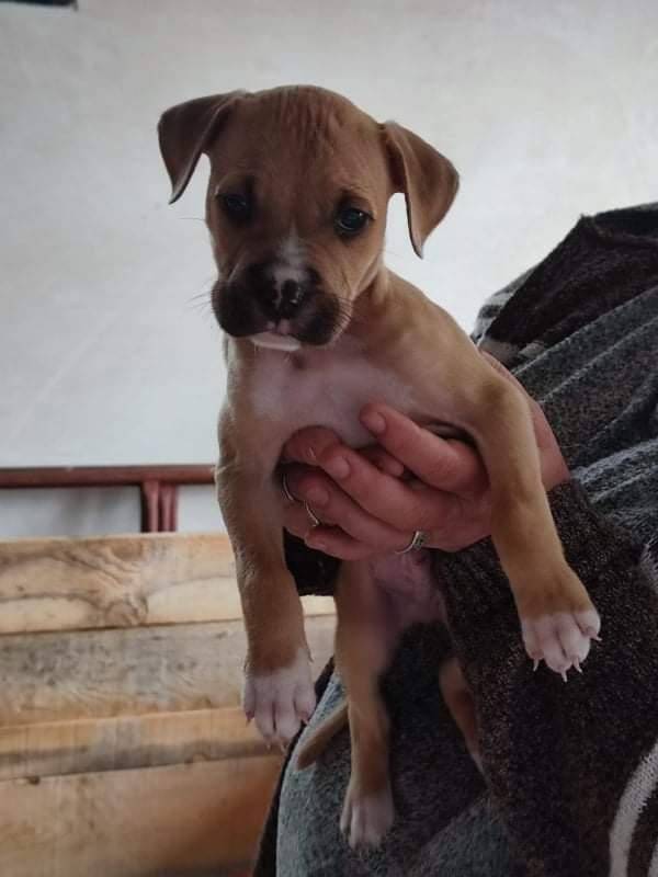 ox_szczeniaki-w-typie-amstaff