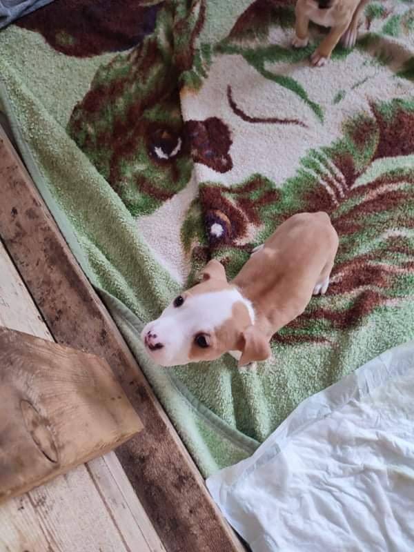 ox_szczeniaki-w-typie-amstaff