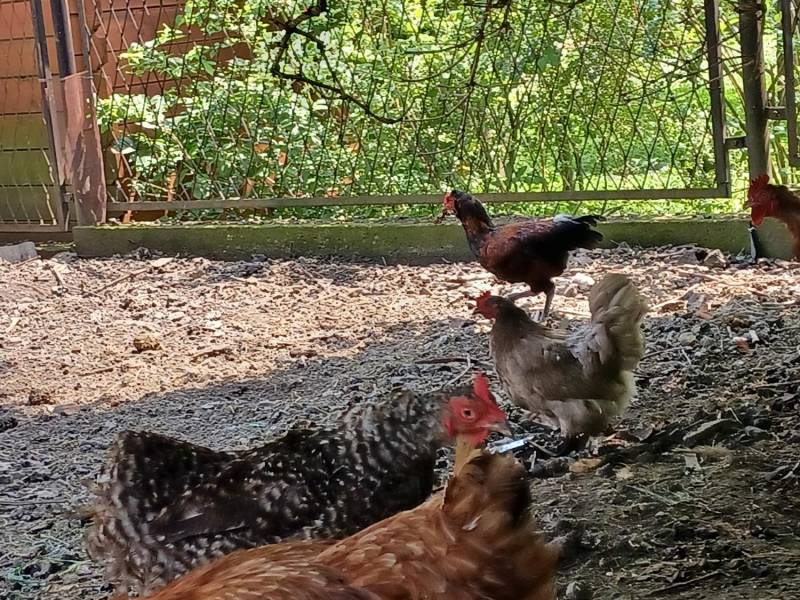 ox_koguty-araucana-brahma-liliputy-to-co-na-zdj