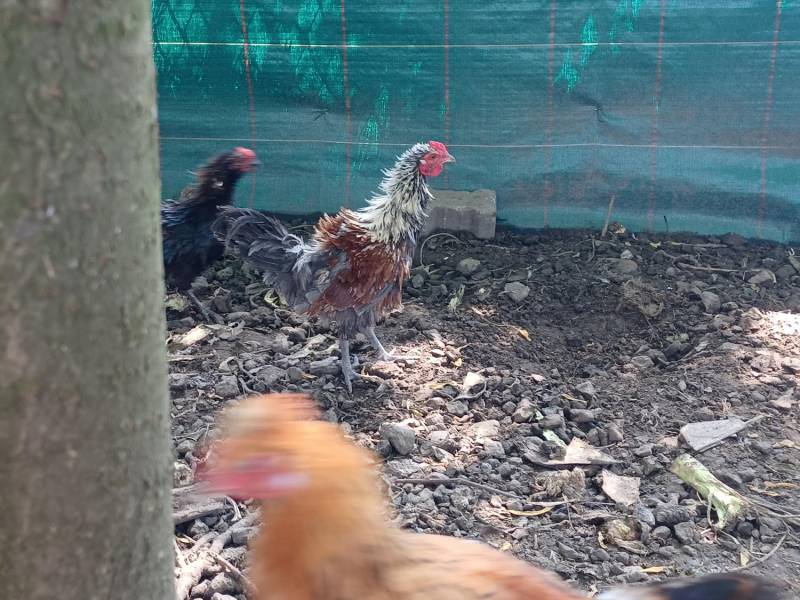 ox_koguty-araucana-brahma-liliputy-to-co-na-zdj
