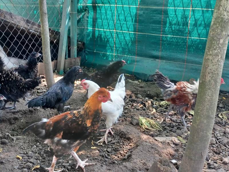 ox_koguty-araucana-brahma-liliputy-to-co-na-zdj