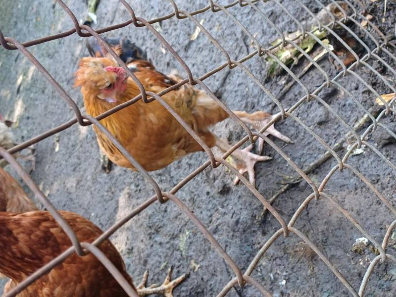 ox_koguty-araucana-brahma-liliputy-to-co-na-zdj