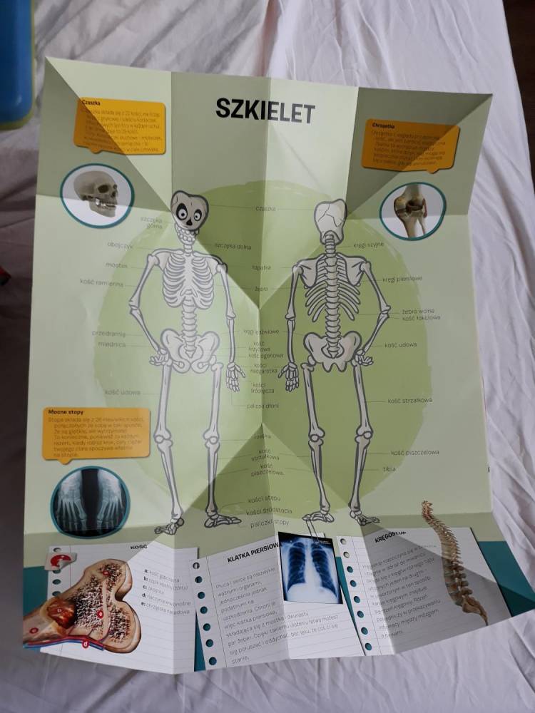 ox_ksiazka-moj-pierwszy-atlas-anatomiczny-ludzkie-cialo