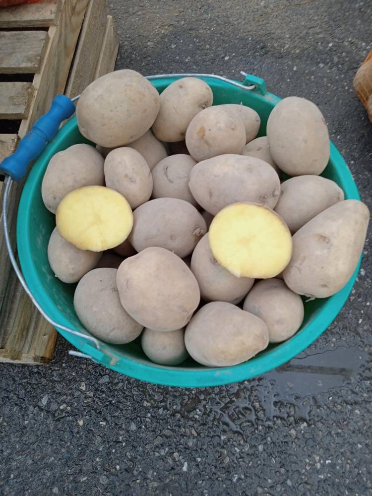 ox_ziemniaki-gala-prosto-od-rol-z-dowozem-w-cenie-zakupu-minimum-200-kg