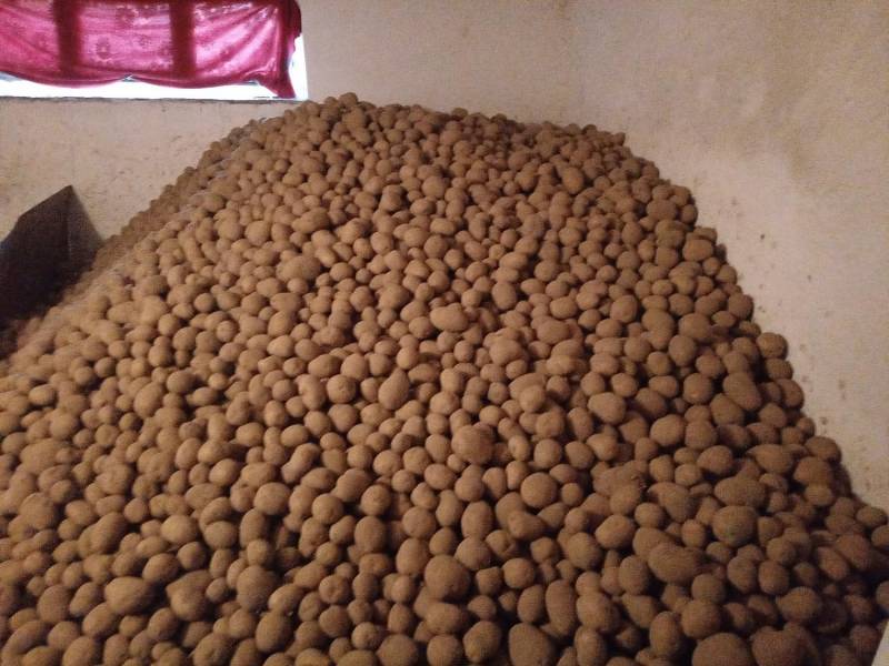 ox_ziemniaki-gala-od-rolnika-z-dowozem-w-cenie-zakupu-200-kg-do-25-km