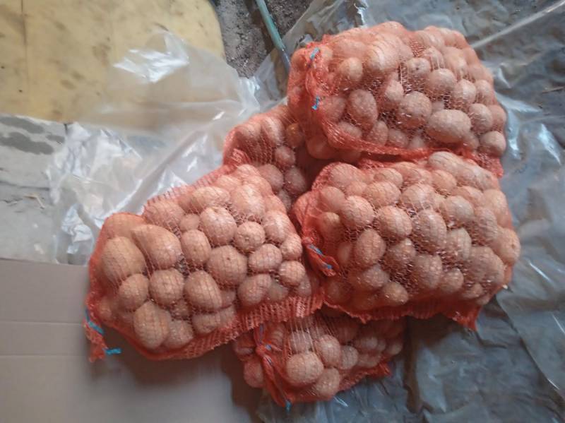 ox_ziemniaki-gala-od-rolnika-z-dowozem-w-cenie-zakupu-200-kg-do-25-km