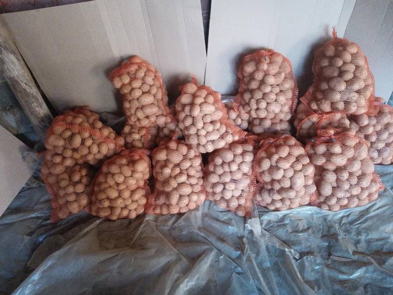 ox_ziemniaki-odm-gala-od-rol-dowoz-gratis-do-25-km-przy-zakupie-150-kg