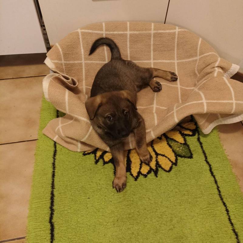 ox_dwumiesieczna-zoja-do-adopcji