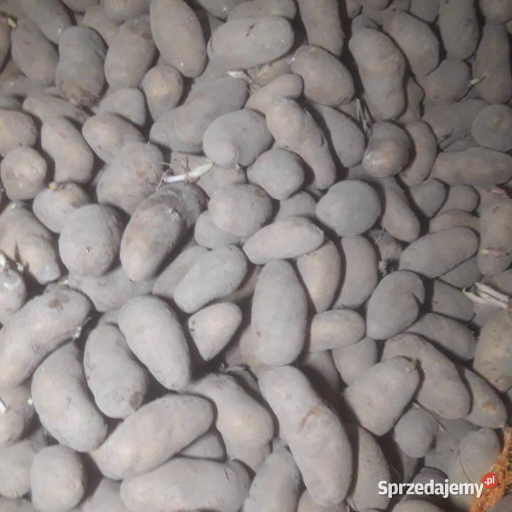 ox_ziemniaki-sadzeniaki-tanio-sprzedaje-teraz-jako-nadwyzke-ok-500-kg
