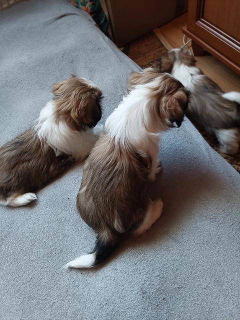 ox_odchowane-suczki-shih-tzu