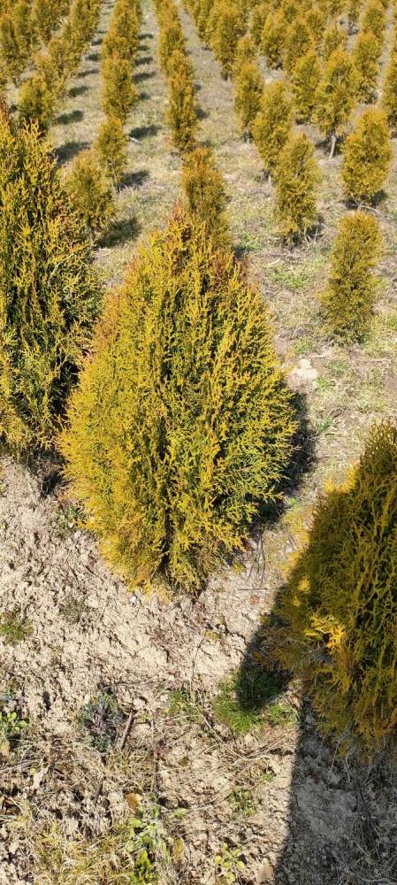 ox_tuja-szmaragd-thuja-smaragd-tuja-smaragd-sprzedam-cieszyn