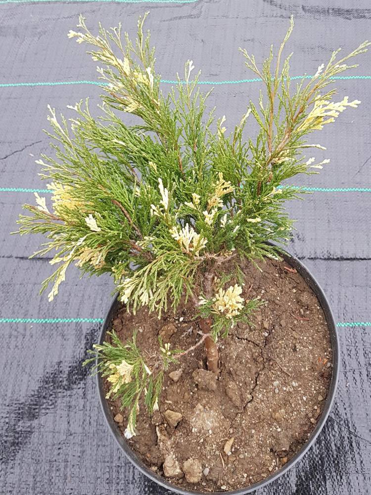 ox_jalowce-plozace-rozne-rodzaje-20-60-cm-3-4-latki-cieszyn-promocja