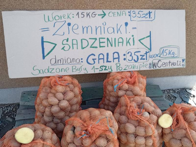 ox_ziemniaki-sadzeniaki-bdb-odm-galasadzone-u-mnie-1-raz-po-centrali