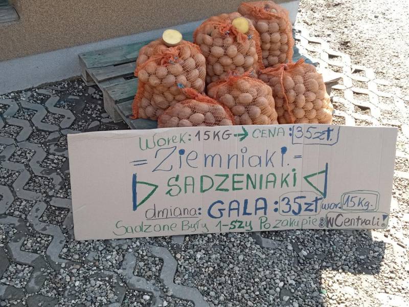 ox_ziemniaki-sadzeniaki-bdb-odm-galasadzone-u-mnie-1-raz-po-centrali