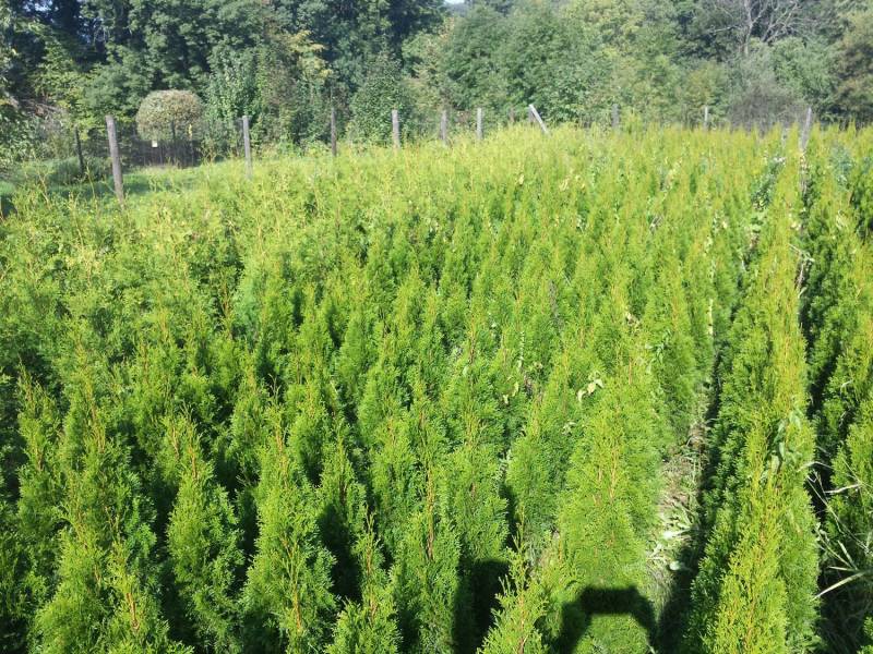 ox_tuja-szmaragd-thuja-smaragd-wys-od-40-130-cm-cieszyn