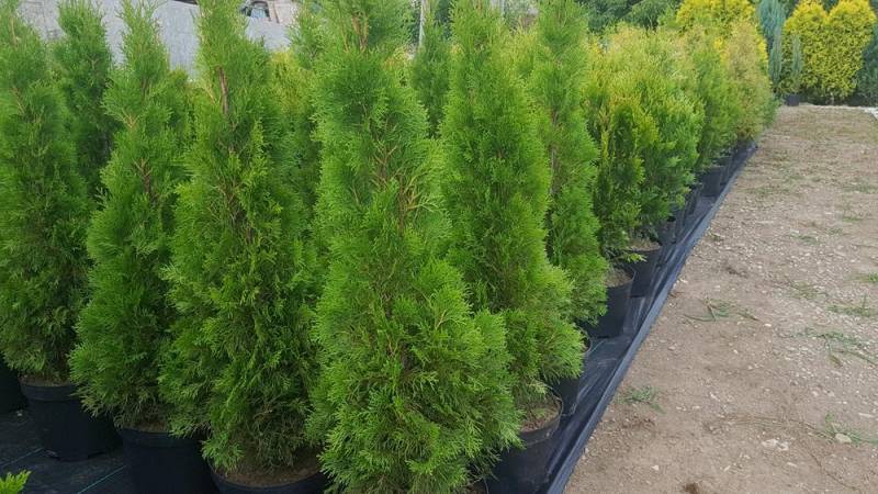 ox_tuja-szmaragd-thuja-smaragd-wys-od-40-130-cm-cieszyn